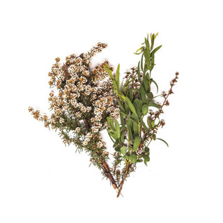 Bondi Wash Fragonia + Sandalwood