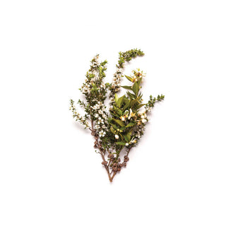 Bondi Wash Lemon Tea Tree and Mandarin 