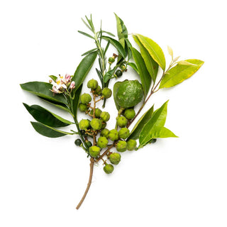 Bondi-Wash-Native-Citrus