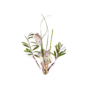 Bondi Wash Paperbark + Lemongrass