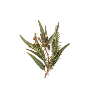 Bondi Wash Sydney Peppermint+ Rosemary