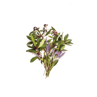 Bondi Wash Tasmanian Pepper + Lavender 