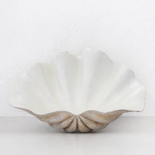 Clam Shell Giant | Natural