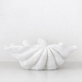Clam Shell Giant | White