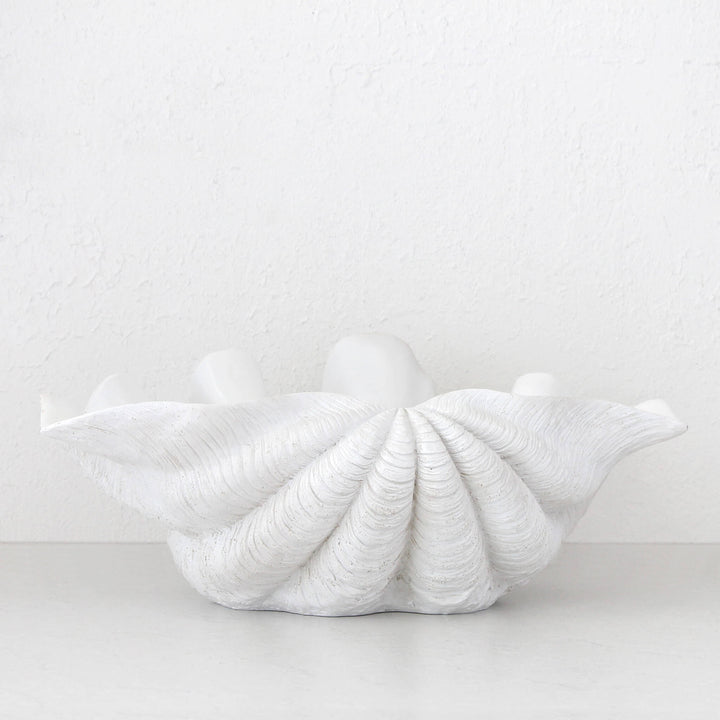 Clam Shell Giant | White